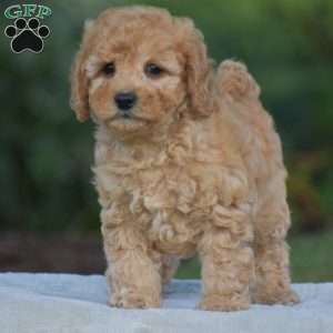 Venus, Cavapoo Puppy